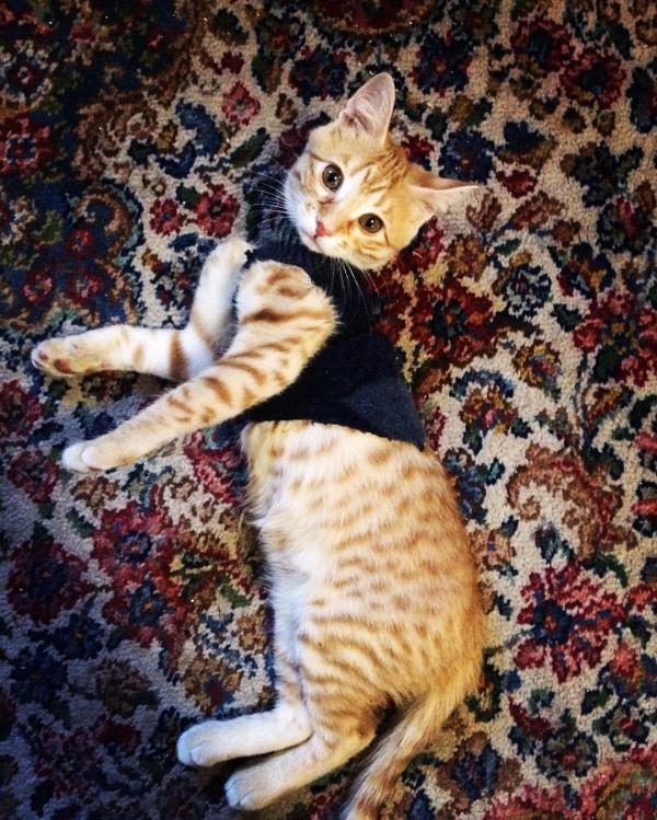 /Images/uploads/Humane Society of Utah/HSUCalendar/entries/1671thumb.jpg
